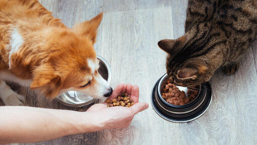 Can dogs eat cat shop food for a day